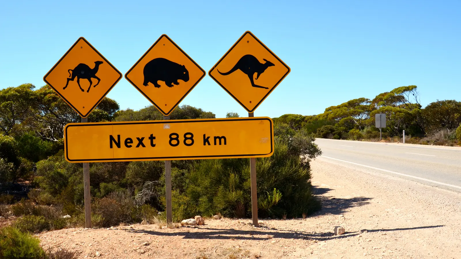 Kangaroo beside a quiet Australian road at dusk
